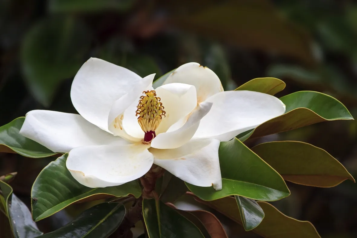 Varietà di magnolia