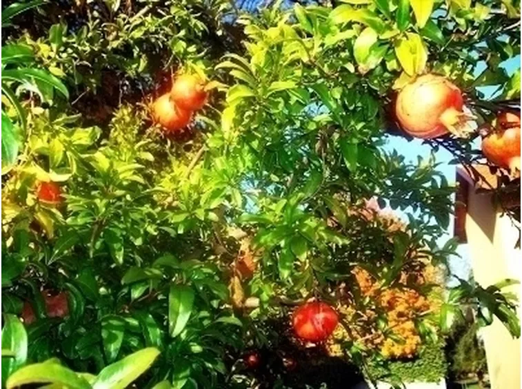 Varietà di melograno