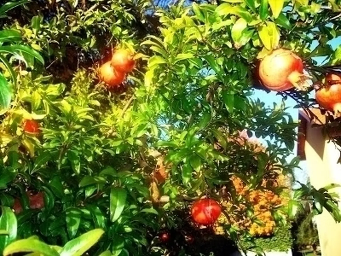 Varietà di melograno
