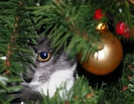 COLORARE L’ALBERO DI NATALE