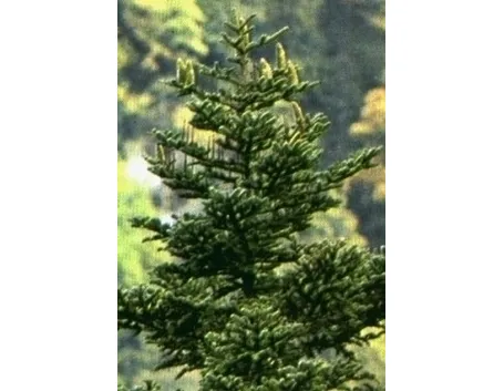 varietà alberi di natale-6