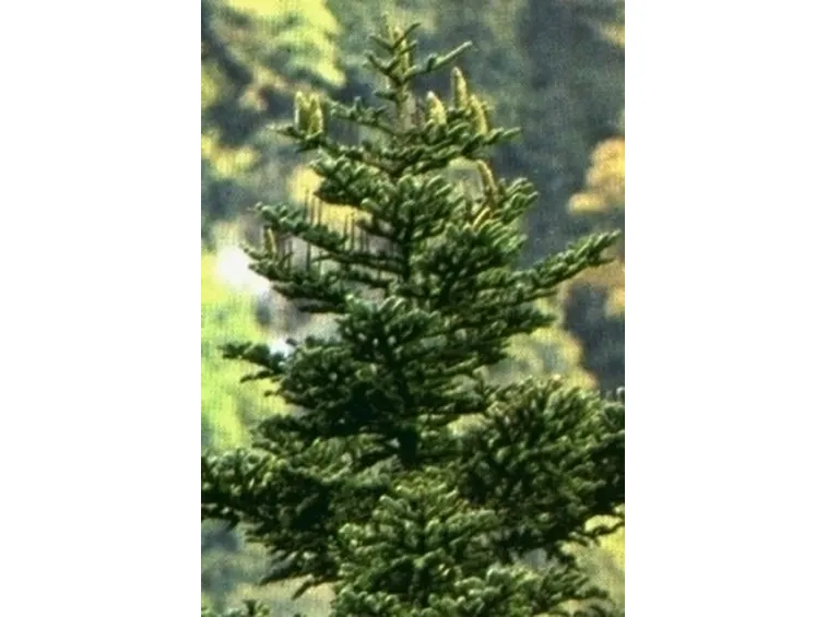 varietà alberi di natale-6