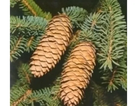 varietà alberi di natale-7