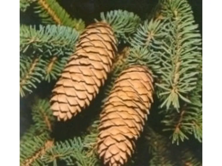 varietà alberi di natale-7