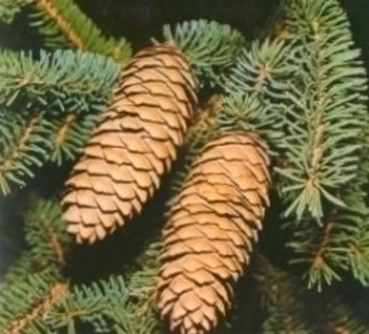 varietà alberi di natale-7