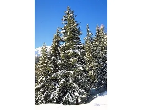 varietà alberi di natale