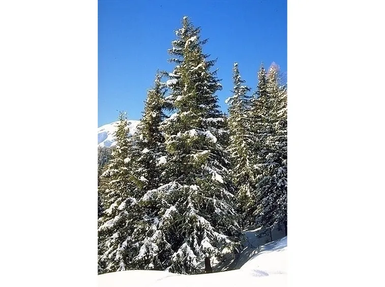 varietà alberi di natale