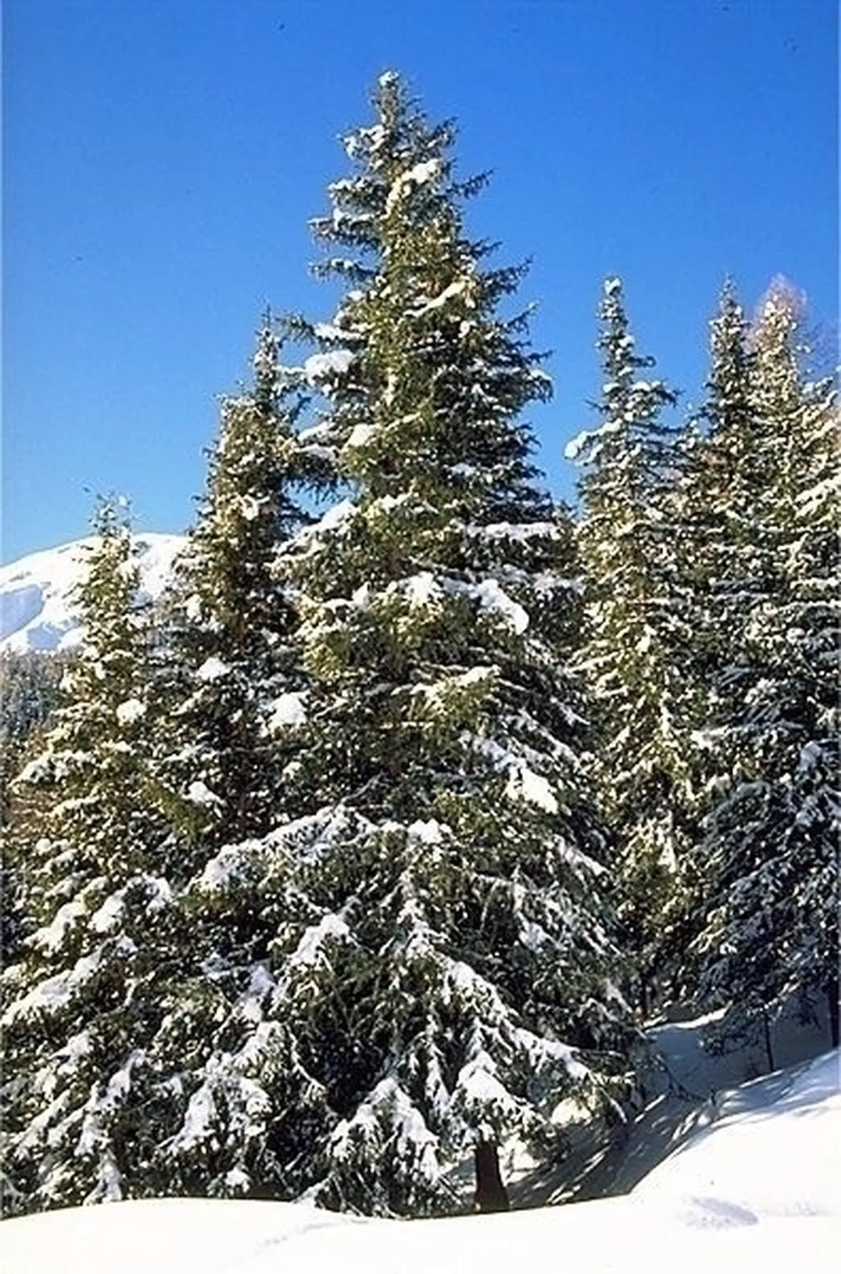 varietà alberi di natale