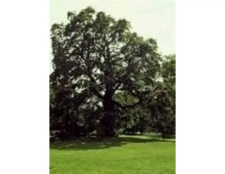 varieta' degli alberi di natale