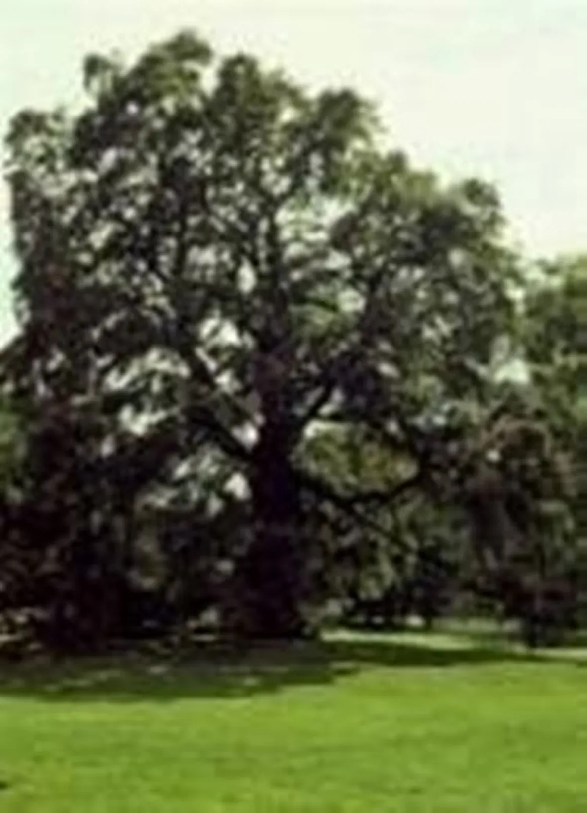 varieta' degli alberi di natale