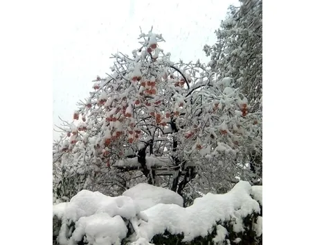 varieta' di alberi di natale-1