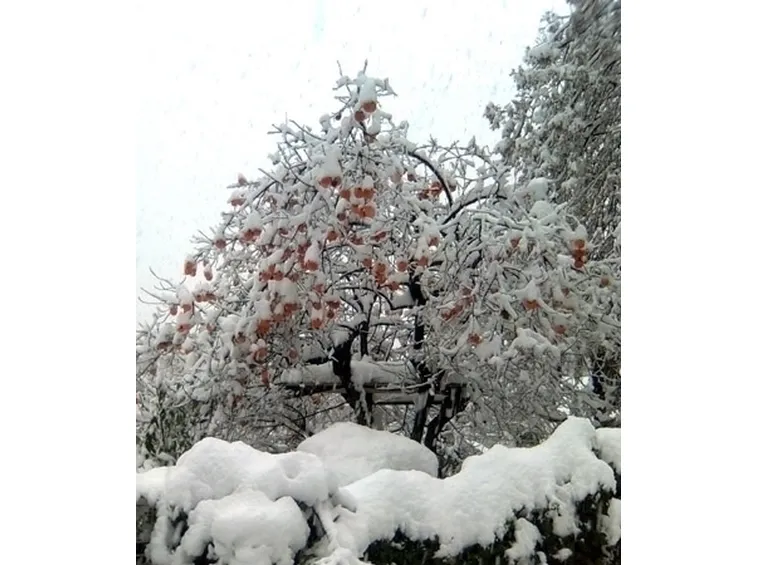 varieta' di alberi di natale-1