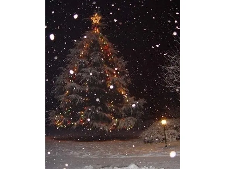 varieta di alberi di natale
