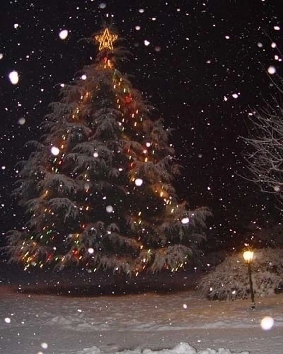 varieta di alberi di natale