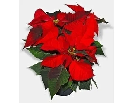 frasi per natale-13