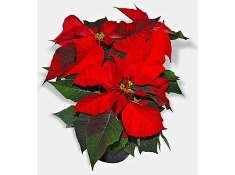 frasi per natale-13