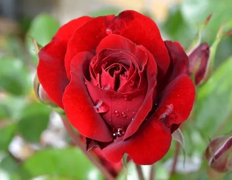Rosa rossa 