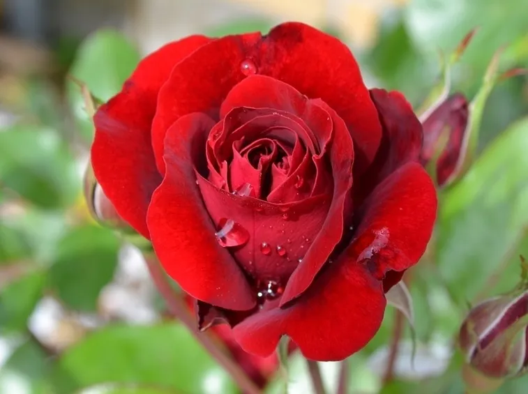Rosa rossa 