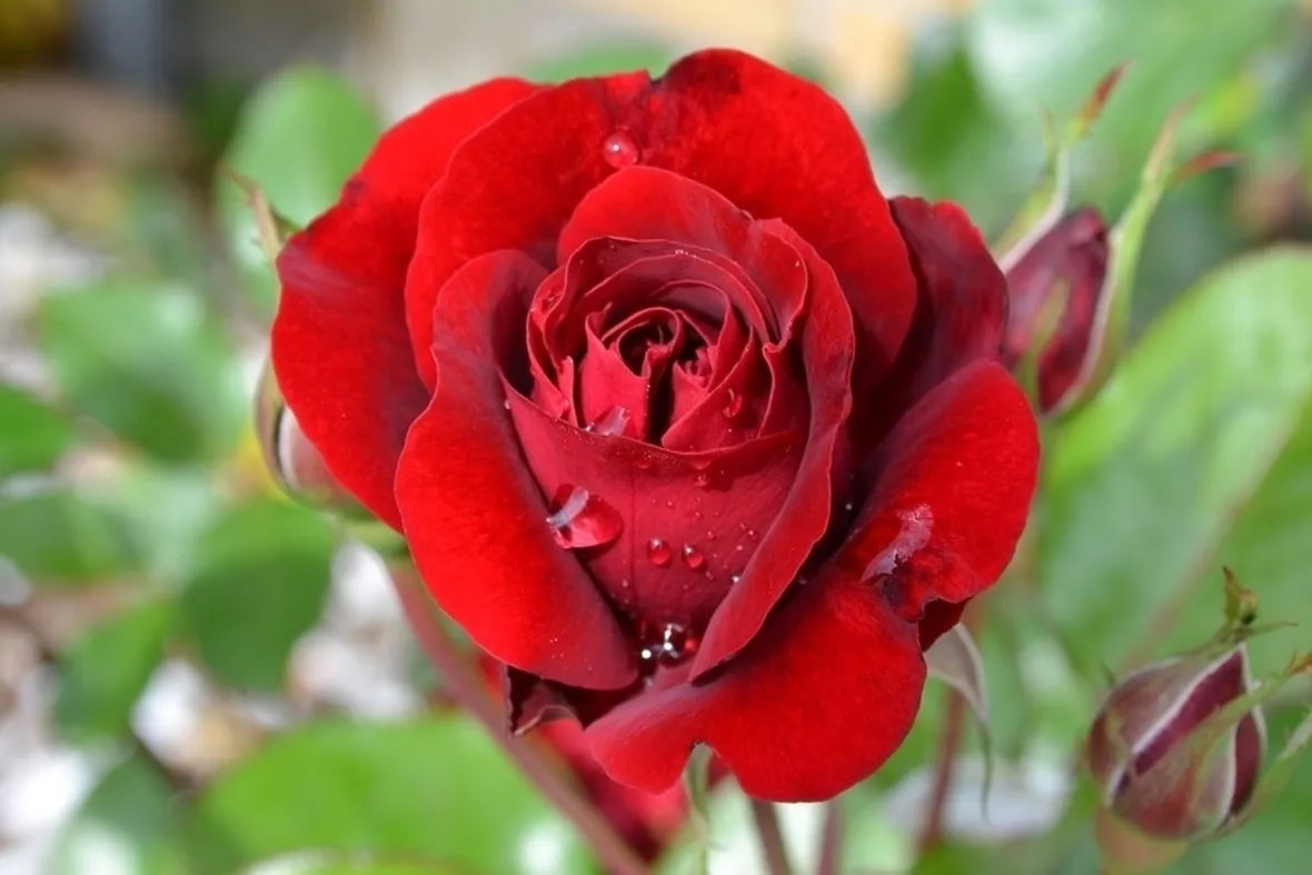 Rosa rossa 
