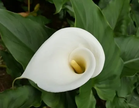 Calla