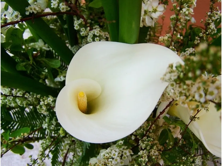 Fiore calla
