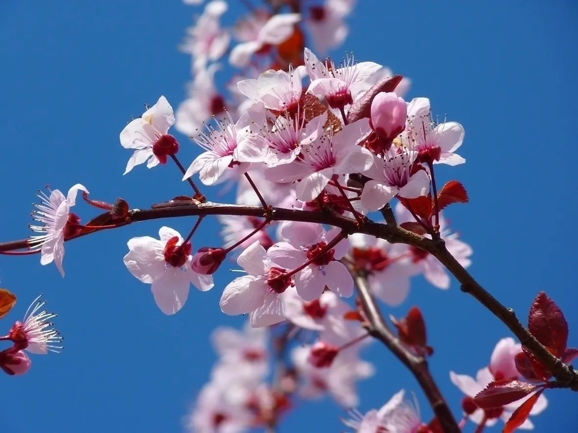 Fiori ciliegio