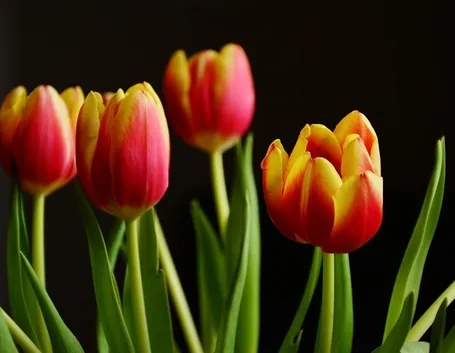 Tulipani rossi gialli