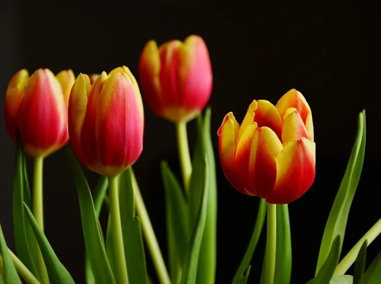 Tulipani rossi gialli
