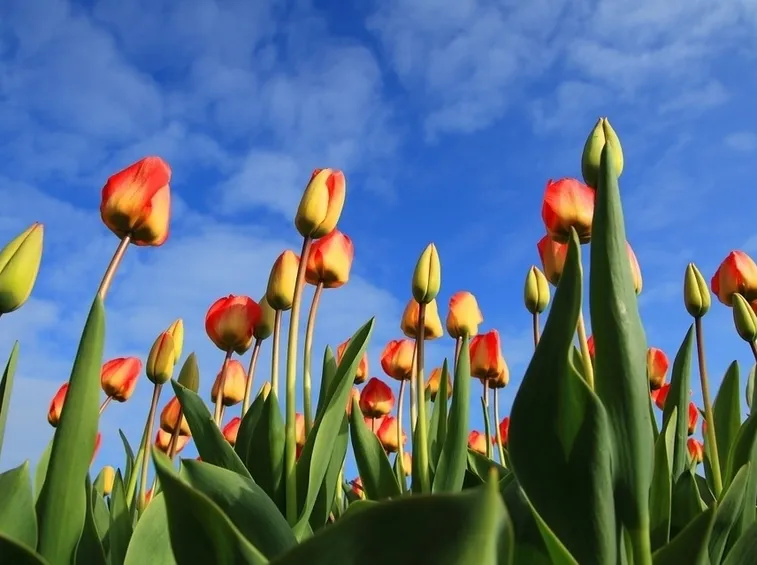 Malattie e parassiti del tulipano