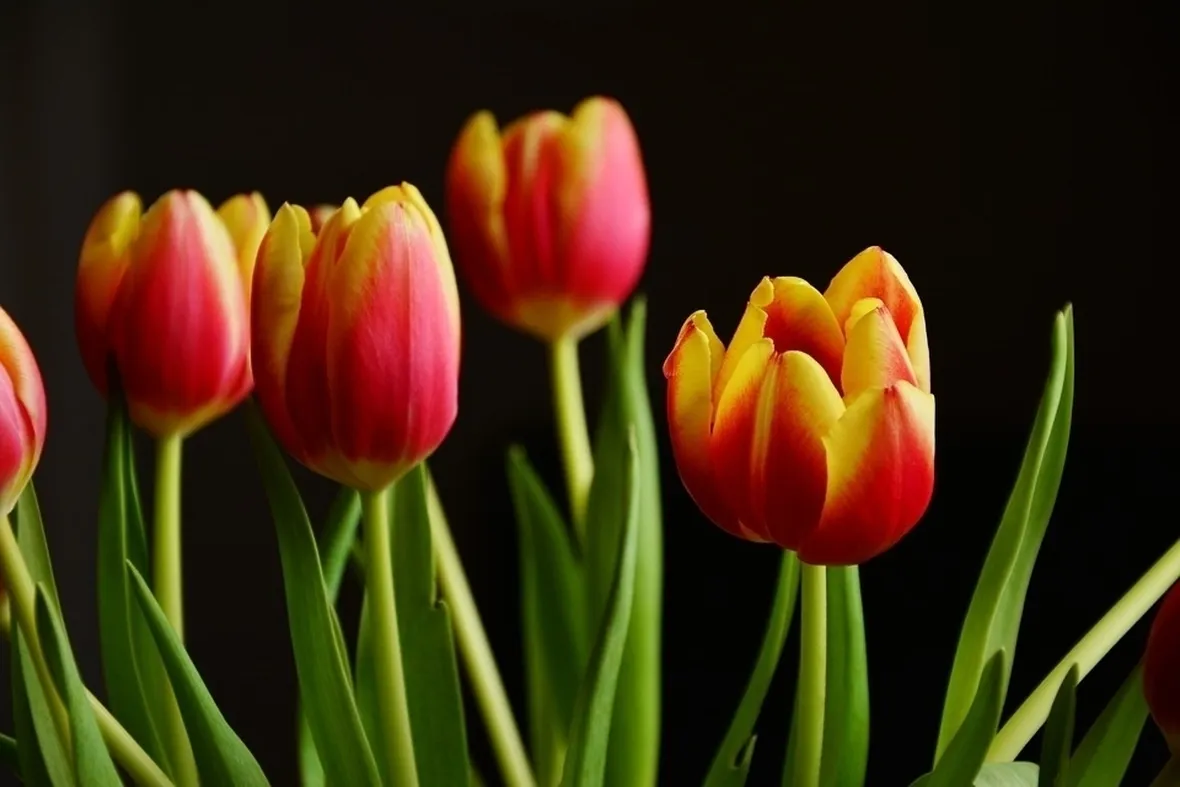 Tulipani rossi gialli