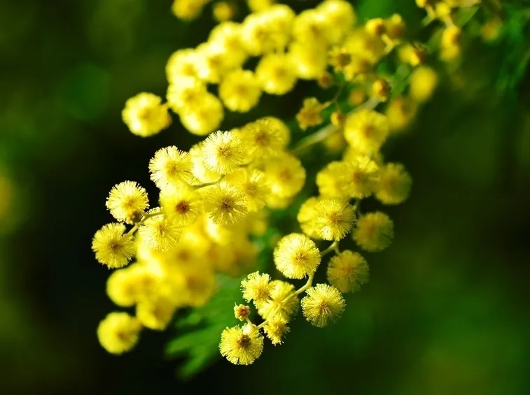 Fiore mimosa