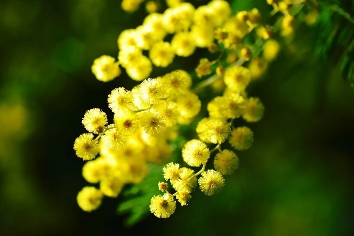 Fiore mimosa
