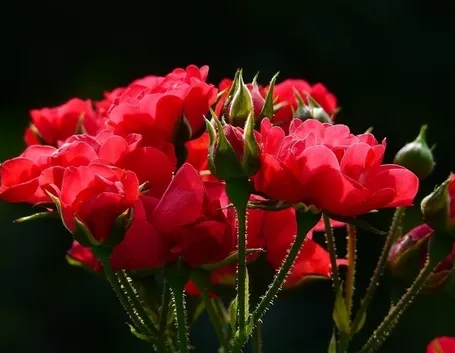 Coltivare le rose