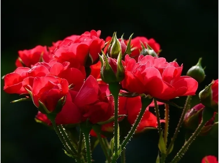 Coltivare le rose
