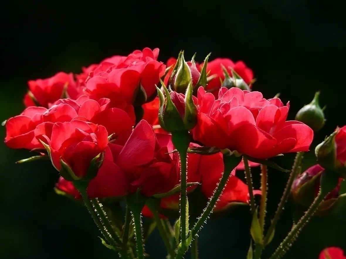 Coltivare le rose