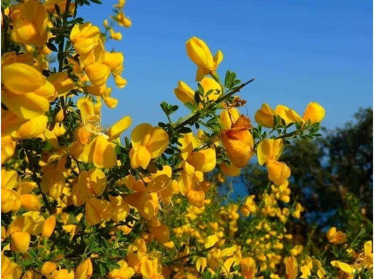 Fiori ginestra