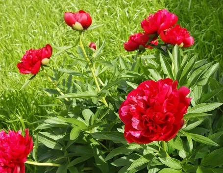 Peonie erbacee