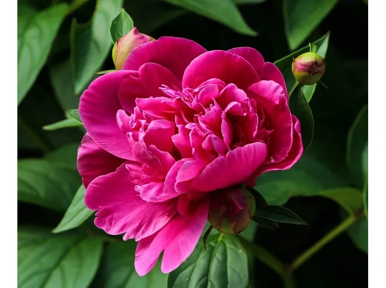 Peonia