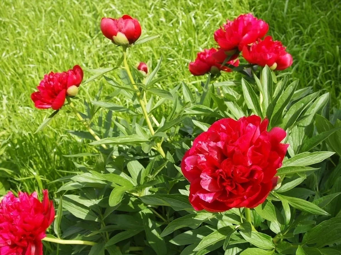 Peonie erbacee