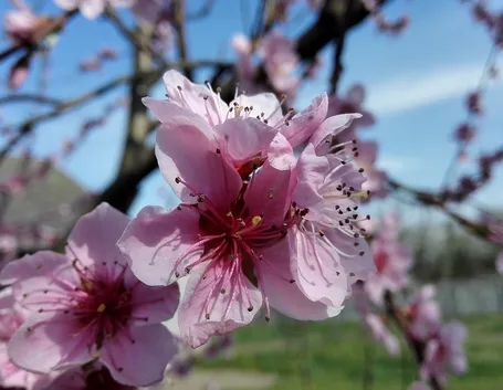 Fiori pesco