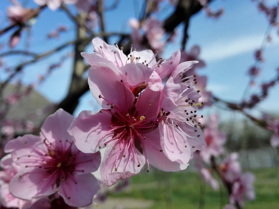 Fiori pesco