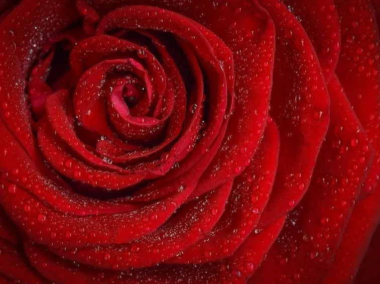 Rosa rossa