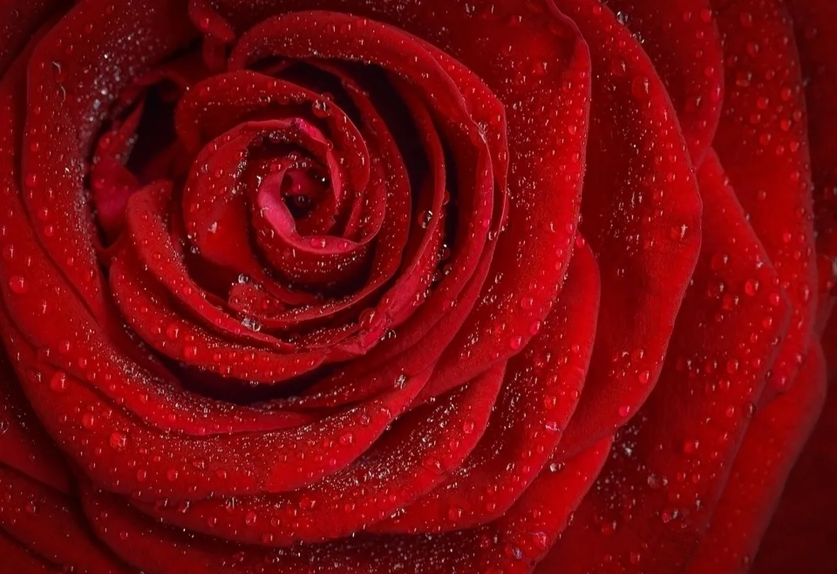 Rosa rossa