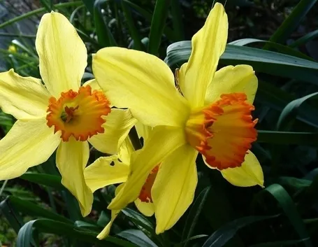 Narciso