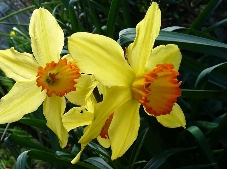 Narciso