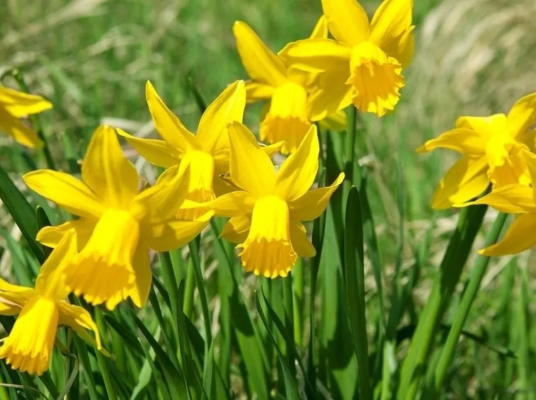 Fiori narciso