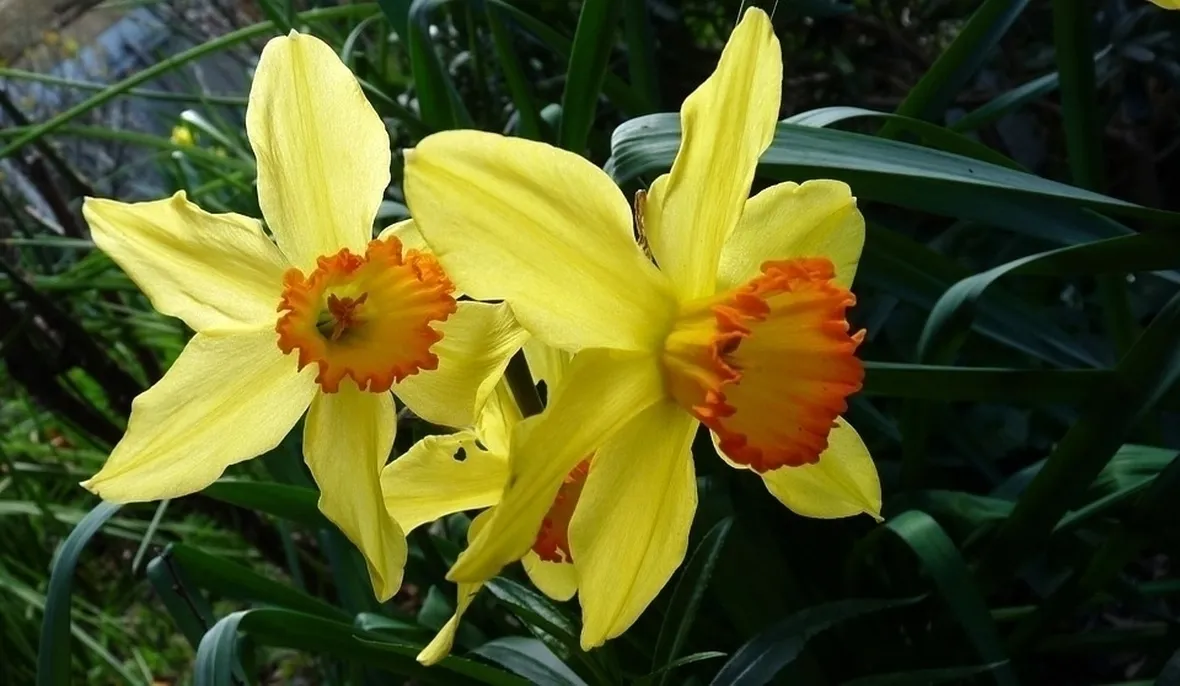 Narciso