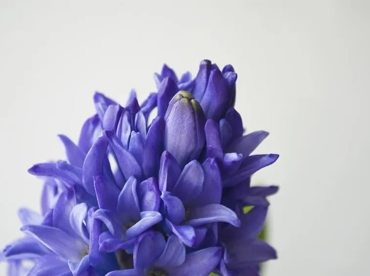 Fiori giacinto