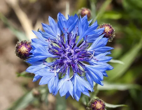 Fiordaliso