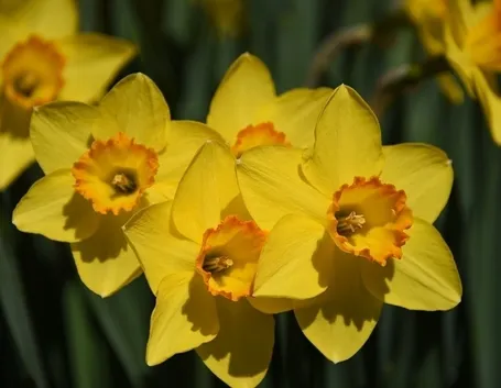 Fiori narciso
